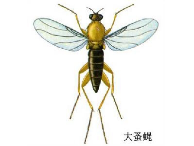 石家庄天敌消杀之蝇的防治